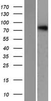 NHLRC2 Protein (Over-Expression Lysate Myc-DDK (Flag))