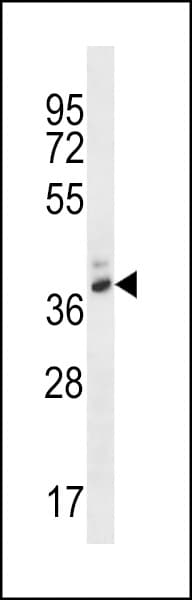 PGA4 Antibody (aa353-381)