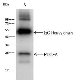 PDGF-AA Antibody (Preservative Free)