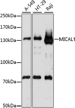 MICAL1 / MICAL Antibody