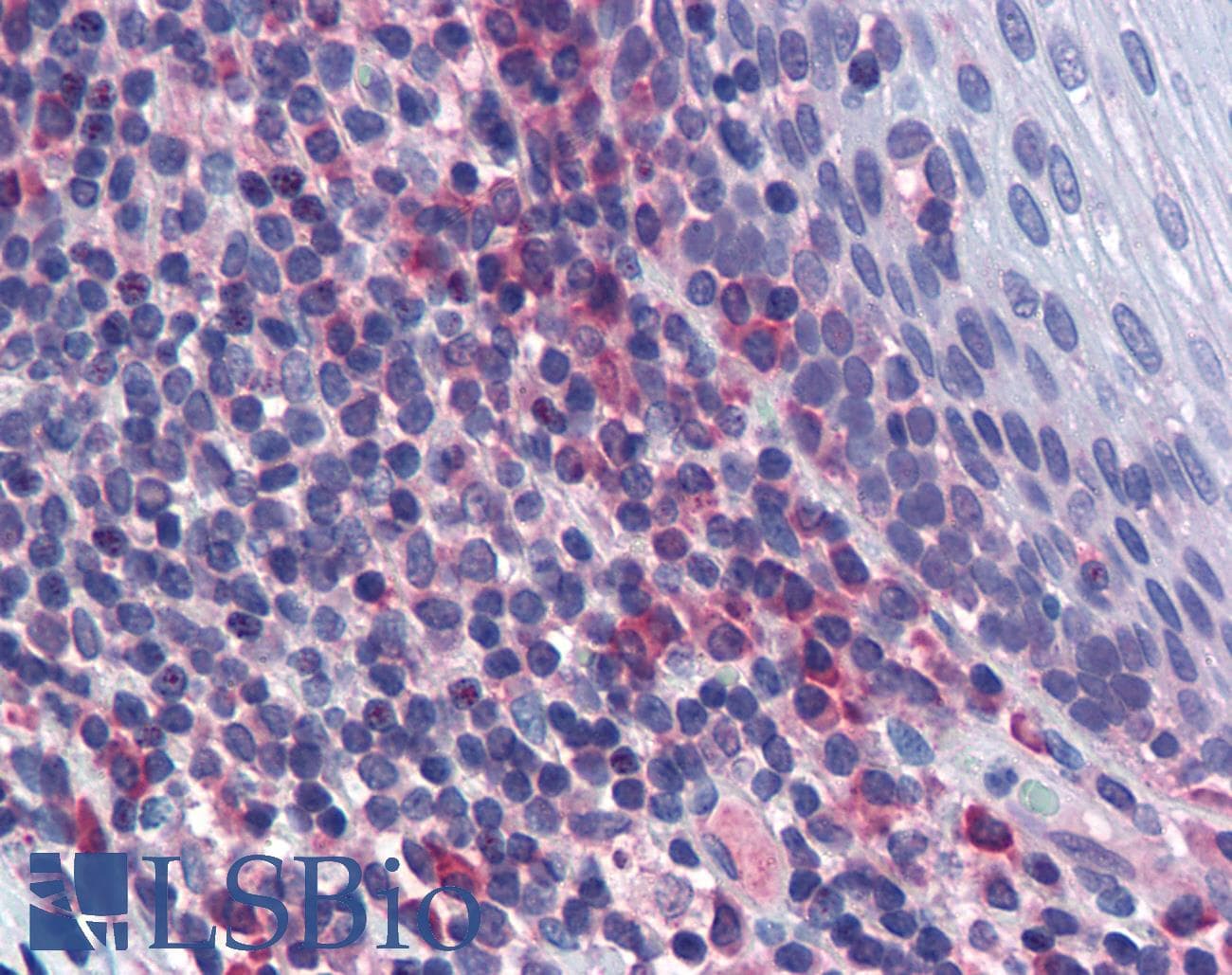 IHC-plus™ Monoclonal Mouse anti-Human MAPK9 / JNK2 Antibody (clone 1C1-3A8, IHC, WB)