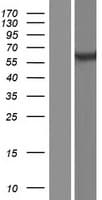 PSD3 Protein (Over-Expression Lysate Myc-DDK (Flag))