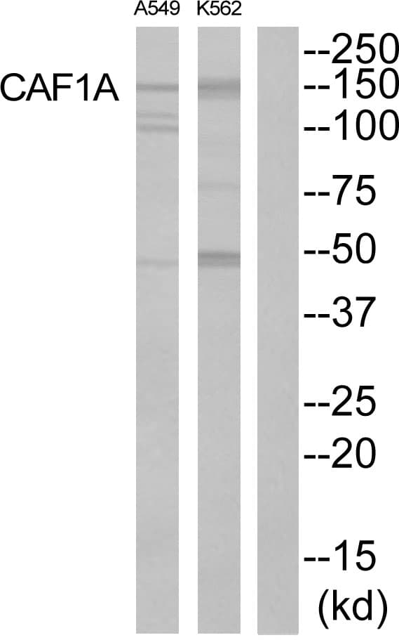 CHAF1A / CAF1 Antibody