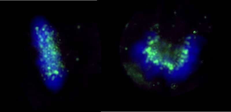 ZWINT Antibody (aa225-C-term)
