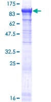 Human PANK4 Protein (Recombinant GST)