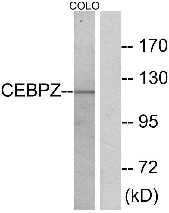 Polyclonal Rabbit anti-Human CEBPZ / CBF Antibody (WB)