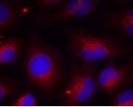 Polyclonal Rabbit anti-Human PTEN Antibody (IHC, IF)