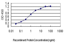 Monoclonal Mouse anti-Human CDKL4 Antibody (clone 5G3, WB)