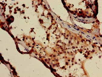 DXO / DOM3Z Antibody