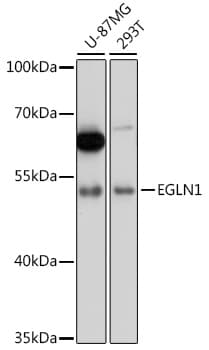 EGLN1 / PHD2 Antibody