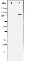 Polyclonal Rabbit anti-Human SREBF1 / SREBP-1 Antibody (IHC, WB)