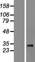 MRPL24 Protein (Over-Expression Lysate Myc-DDK (Flag))