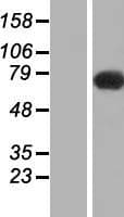 SLC9A6 Protein (Over-Expression Lysate Myc-DDK (Flag))