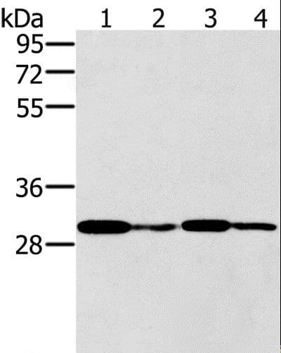 PNMT Antibody