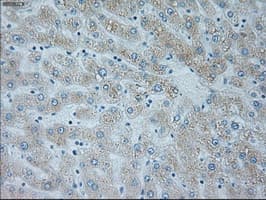 NEUROG1 / NGN1 / Neurogenin 1 Antibody (clone OTI19A11)