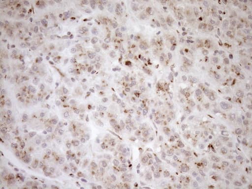TRIM56 Antibody (aa311-554, clone OTI5A1, Carrier-free)