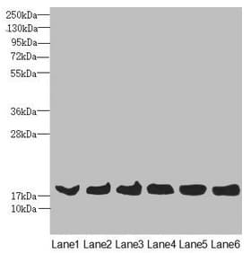 Polyclonal Rabbit anti-Human MAGOH Antibody (WB)