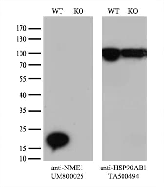 NME1 / NM23 Antibody (clone UMAB94)