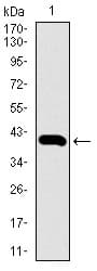 SLC2A4 / GLUT-4 Antibody (aa224-353, clone 3G10A3)