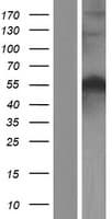 BECN1 / Beclin-1 Protein (Over-Expression Lysate Myc-DDK (Flag))