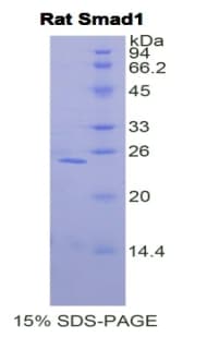 Rat SMAD1 Protein (Recombinant His)