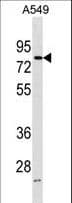 FRMD3 Antibody (aa250-279)