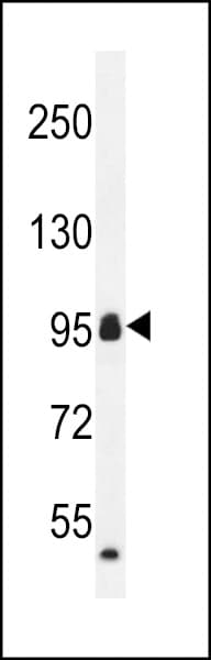 CCDC110 Antibody (aa777-806)