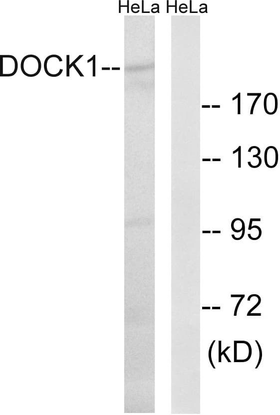 Polyclonal Rabbit anti-Human DOCK180 / DOCK1 Antibody (aa1661-1710, WB)