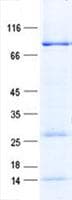 Human KLHL12 Protein (Recombinant GST, N-terminus + His, C-terminus)