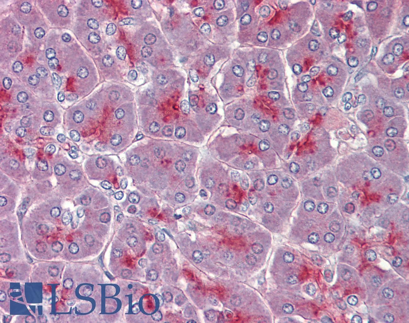 IHC-plus™ Polyclonal Goat anti-Human TPC2 / TPCN2 Antibody (aa735-747, IHC)