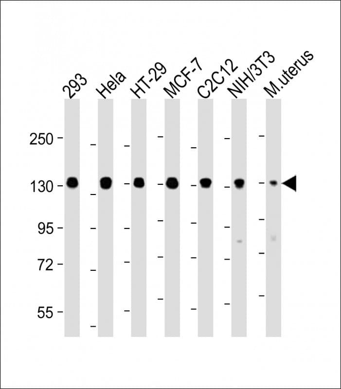 PPP1R12A / MYPT1 Antibody (Ser507)