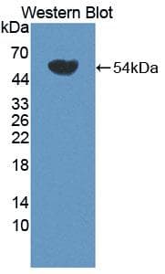 AUP1 Antibody (aa201-410, PE)