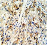 CECR5 Antibody (aa164-190)