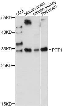 PPT1 / CLN1 Antibody