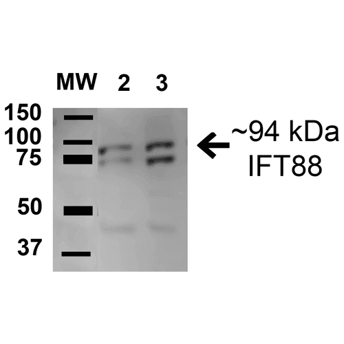TG737 / IFT88 Antibody (APC)