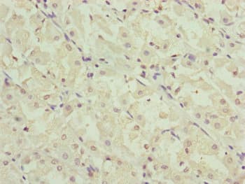RMA1 / RNF5 Antibody