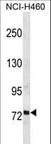 Polyclonal Rabbit anti-Human RFX2 Antibody (aa669-698, WB)