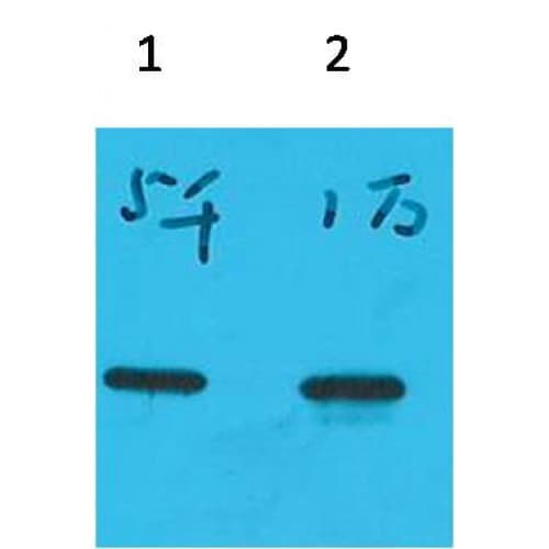 ECFP Tag Antibody (clone 8F6)