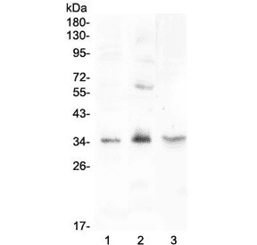 FGF23 Antibody