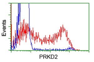 PRKD2 / PKD2 Antibody (clone OTI2E2)