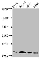 HIST1H4I Antibody