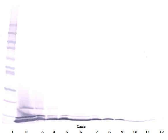 CCL26 / Eotaxin 3 Antibody