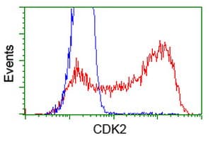 CDK2 Antibody (clone OTI6H2)
