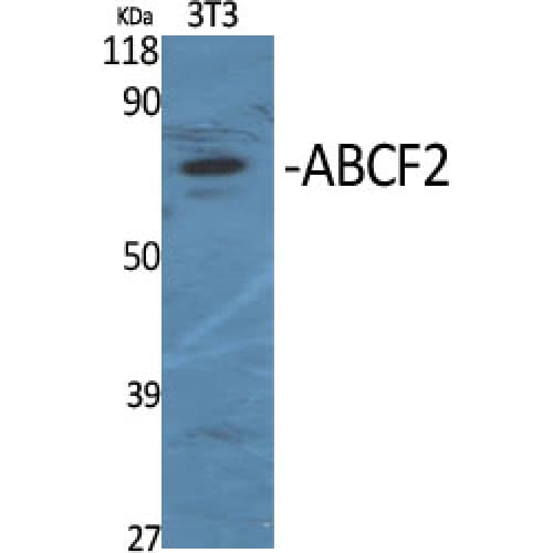 ABCF2 Antibody (140-220 aa, Internal)