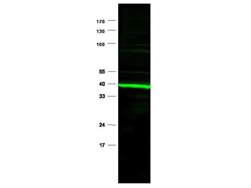 IHC-plus™ PPARD / PPAR Delta Antibody