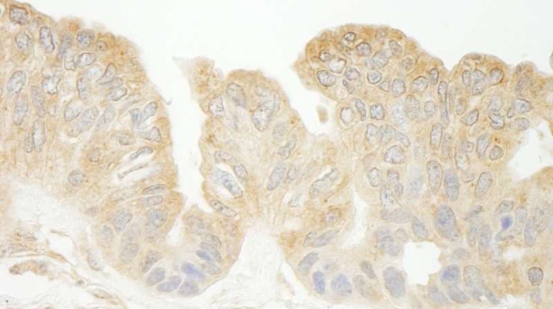 SEC23IP / p125 Antibody (aa950-C-term)