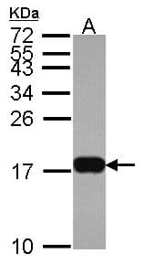 Histone H3.3 Antibody (aa1-86)