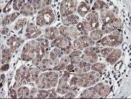 TSC22D1 / TSC22 Antibody (clone OTI3B10)