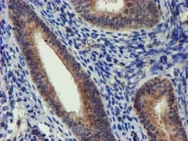 DCLRE1B Antibody (aa1-280, clone OTI2B7)