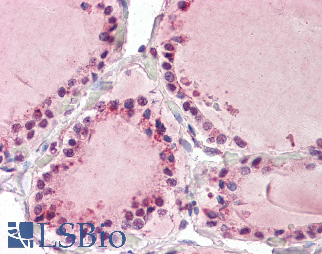 IHC-plus™ NAP1 / TAB3 Antibody (aa59-69)